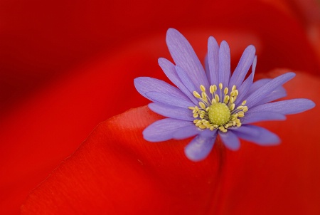 Inside A Red Tulip