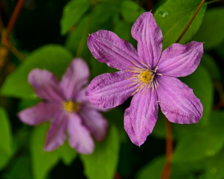 Clematis