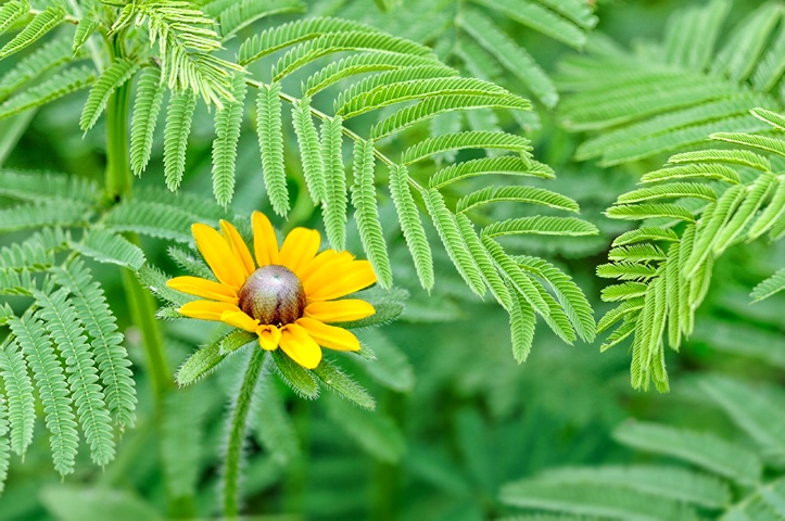 Sunny Yellow