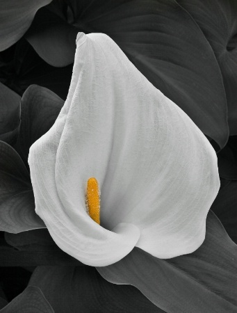 Calla Lily