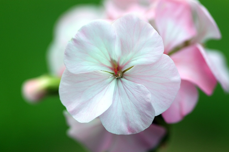 geranium in pink