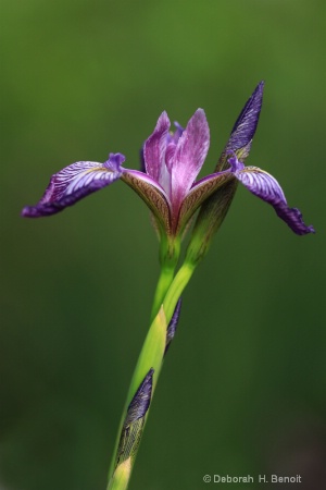 Iris At The Manor