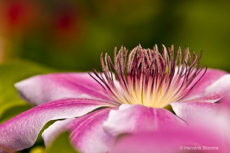 Clematis Nelly Moser