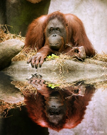 Orangutan v2