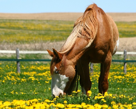 ~Grazing~