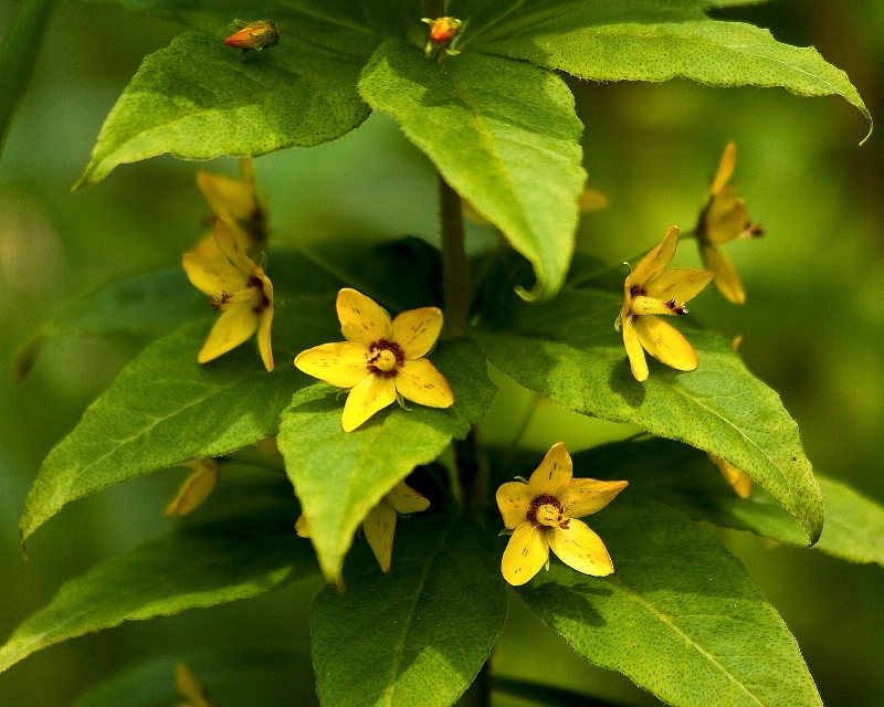 Whorled Loosestrife Lysimachia quadrifolia