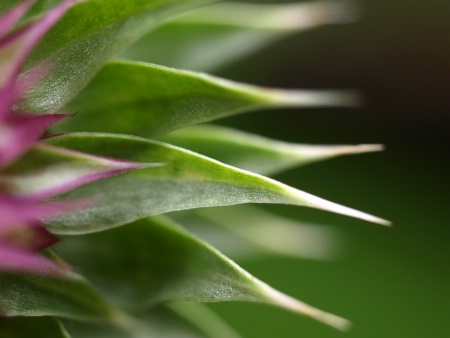 Thistle Abstract