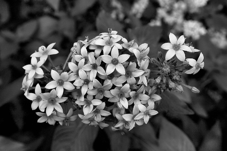 B&W FLOWERS