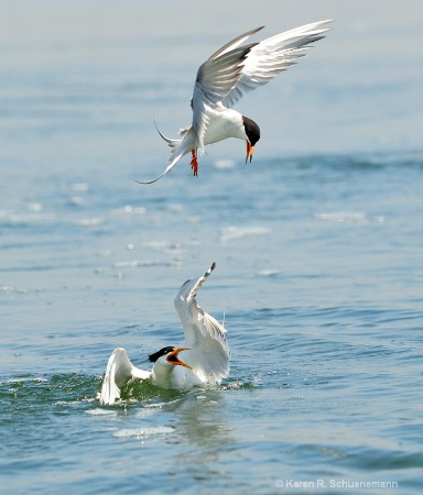 Tern Battle