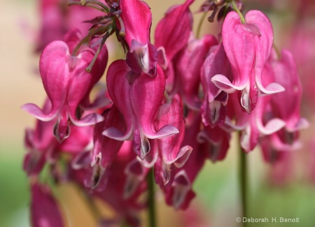 Bleeding Hearts