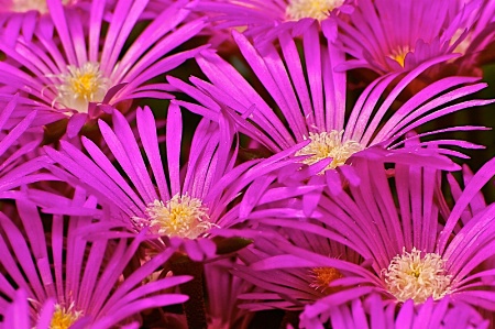 Ice Plant