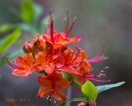 Frilly Azalea