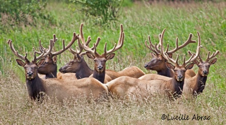 Bull Elk at Dean Creek