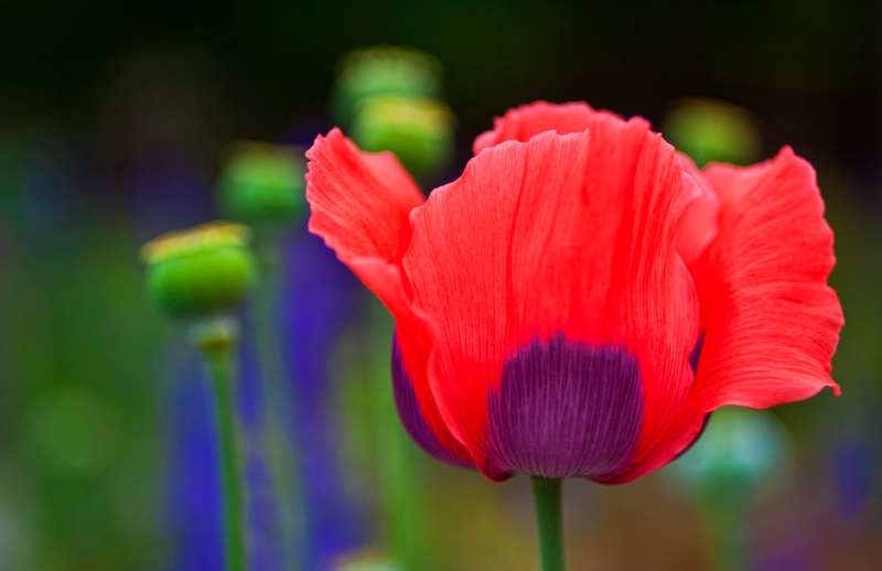 BiColored Poppy 2