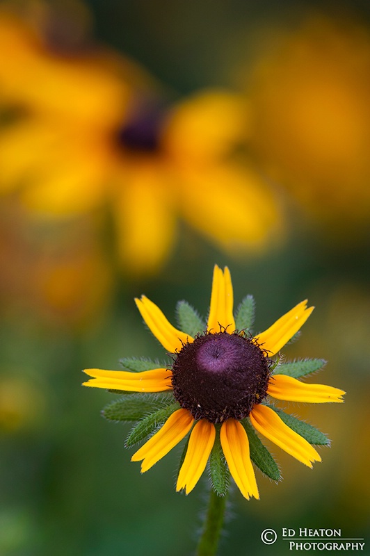 Black-Eyed Susan