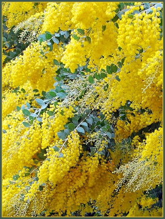 <b>+ Glorious Wattle +</b><p>