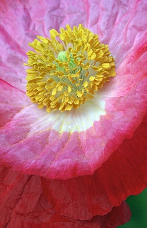 Poppy abstract