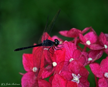 Petal Walker