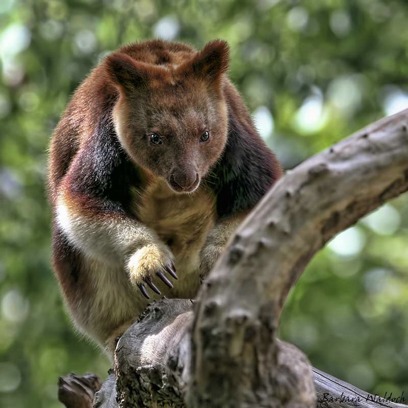 Tree Kangaroo