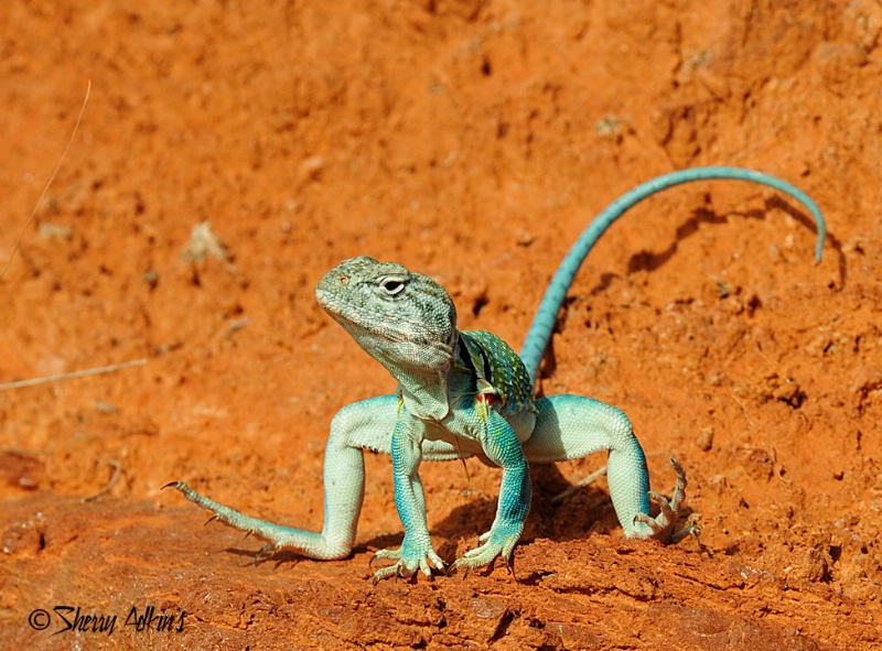 Collared Lizard 2 - ID: 10353964 © Sherry Karr Adkins