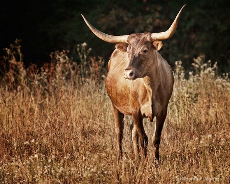 Young Longhorn