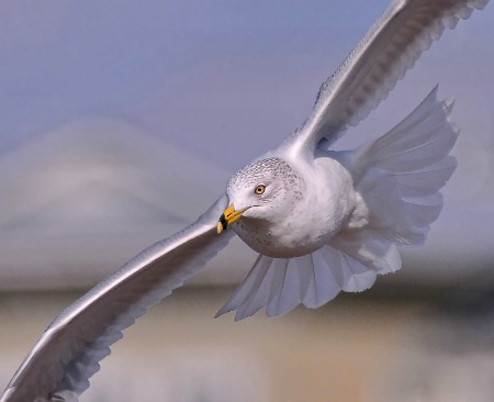 Turning Gull