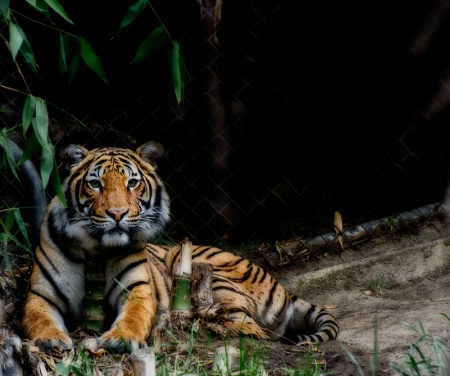 Tiger with Bamboo