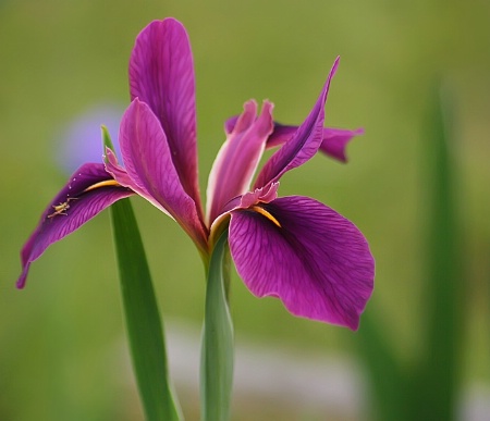 Iris with a small visitor