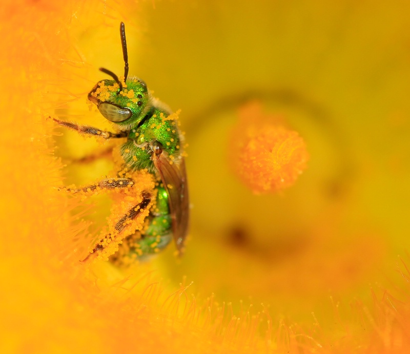 Playing in Pollen