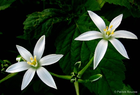 Star of Bethlehem