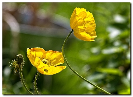 Yellow poppies