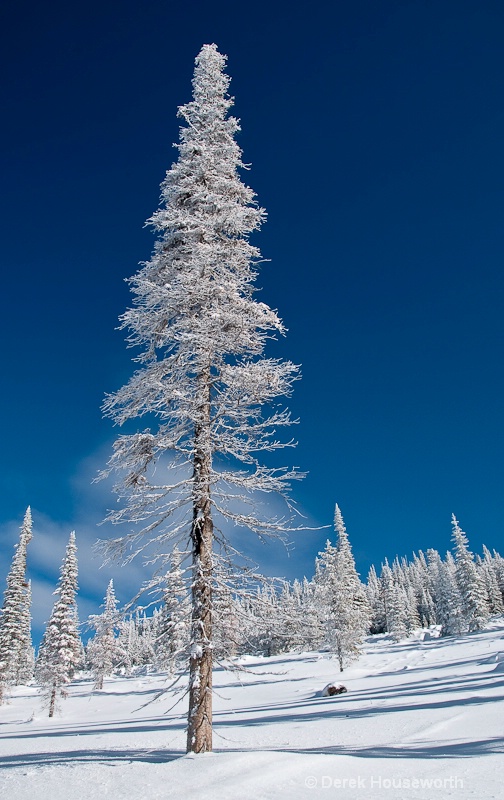 Lodgepole Pine