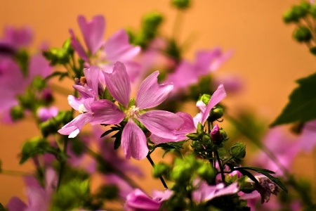 Pink Petals