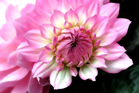 dahlia pink