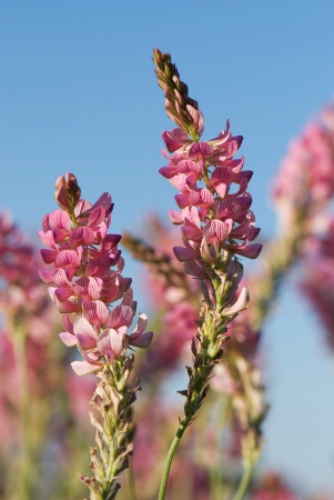 Sainfoin