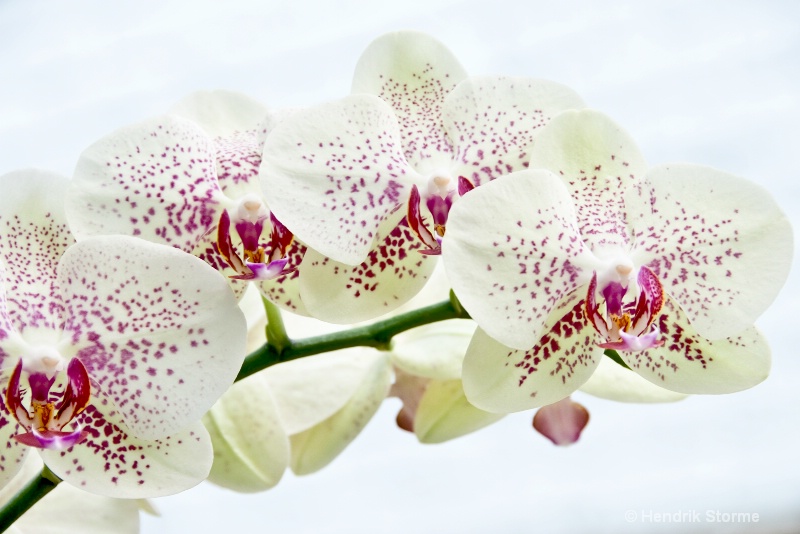 Impression of an orchid