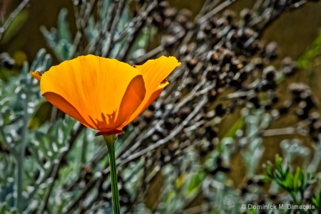 POPPY IN SOLITUDE