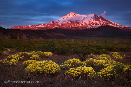 Mt Shast Bloom