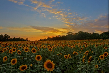 Sunflower Sunset