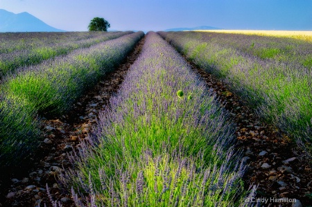 Fragrant Field