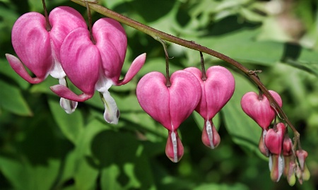 Bleeding Hearts