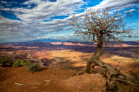 Medusa Tree