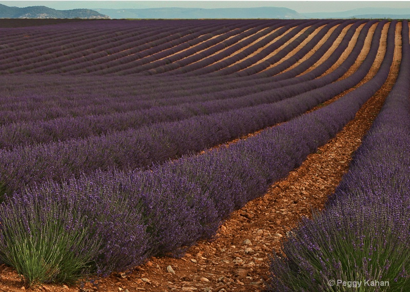 Provence Lavender Field