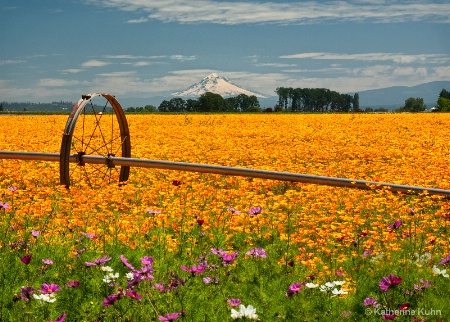 Where the Poppies Grow