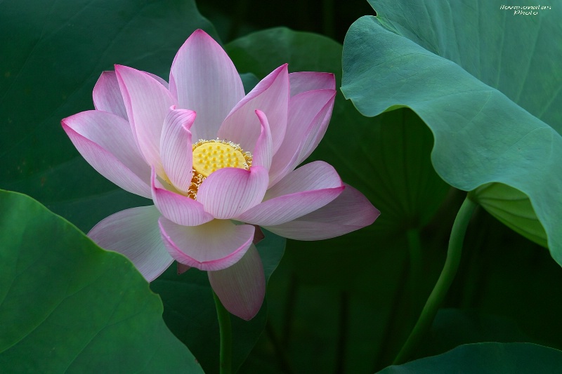 Lotus beauty