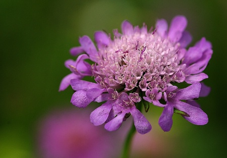 Spring  Scabiosa