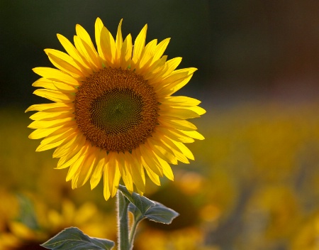 Evening Sunflower