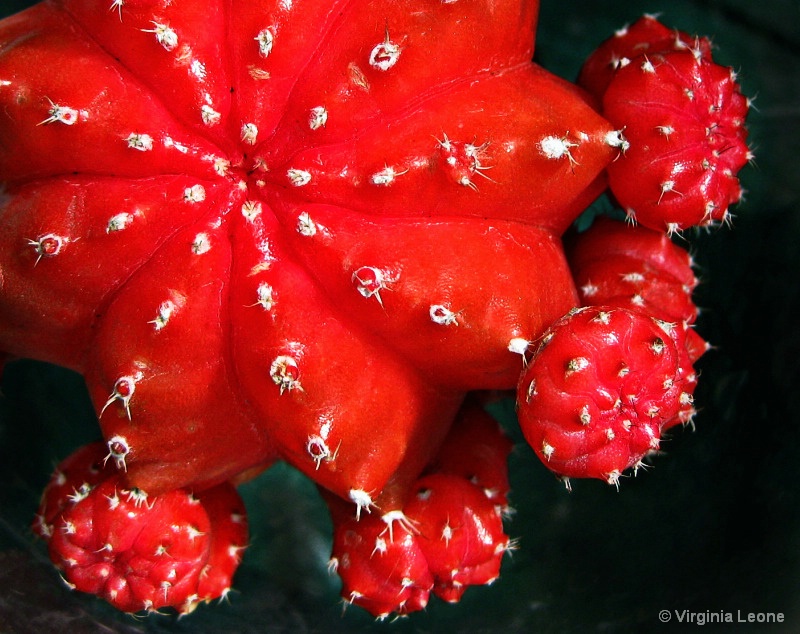 Extreme Cacti Red