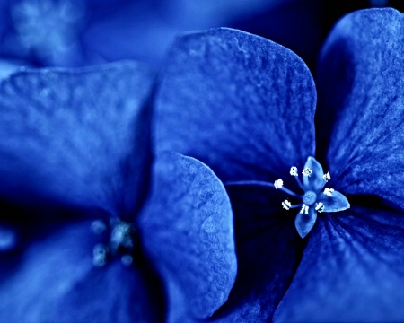 Bleached Blue Hydrangeas