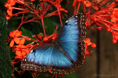 Blue Morpho